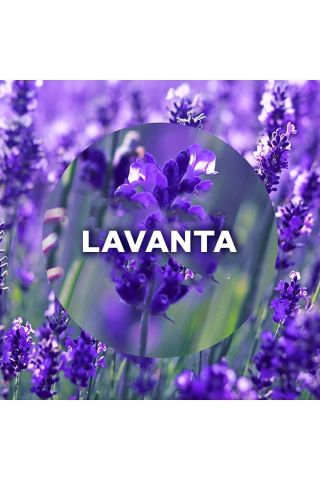 Air Wick Elektrikli Oda Kokusu Yedek Şişe Lavanta